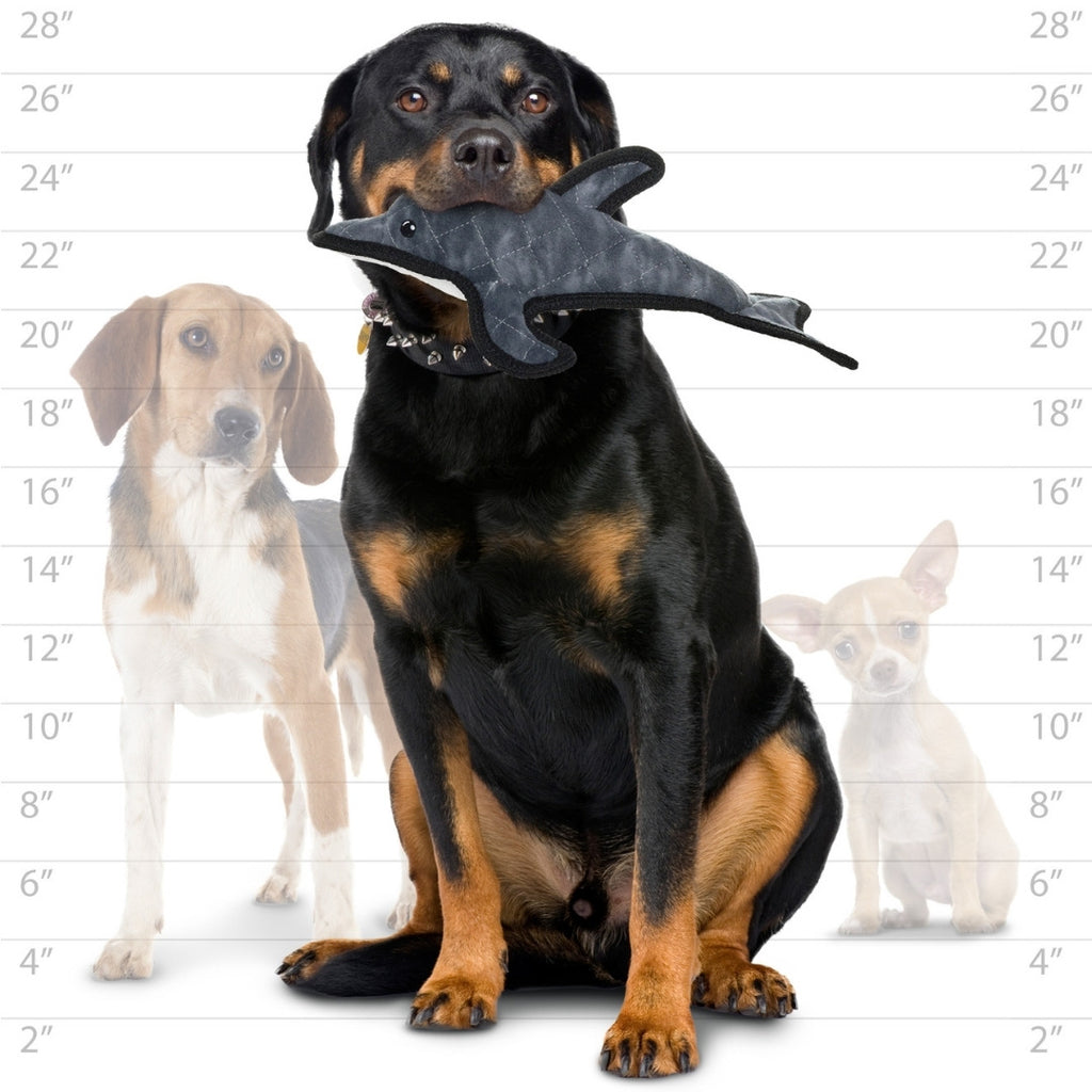 オーシャン　ドルフィン