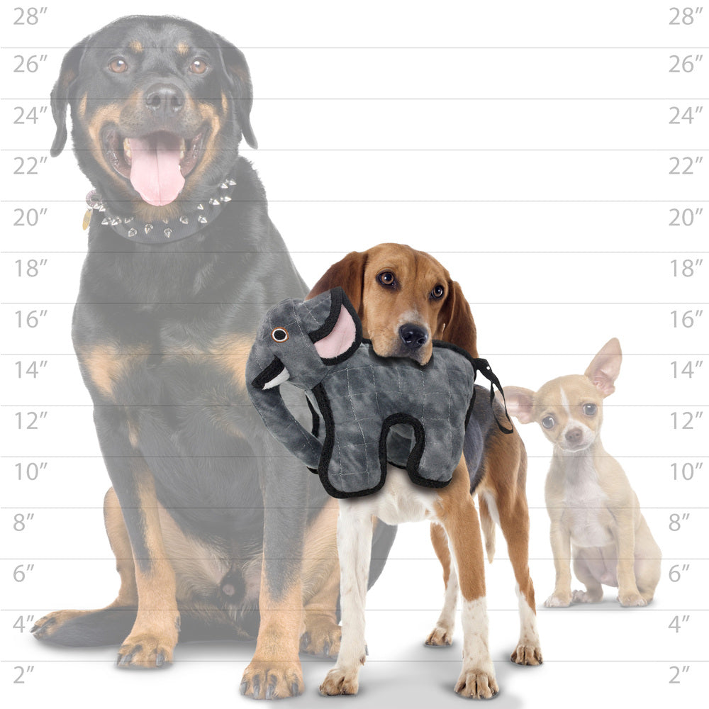 ジュニア　エレファント