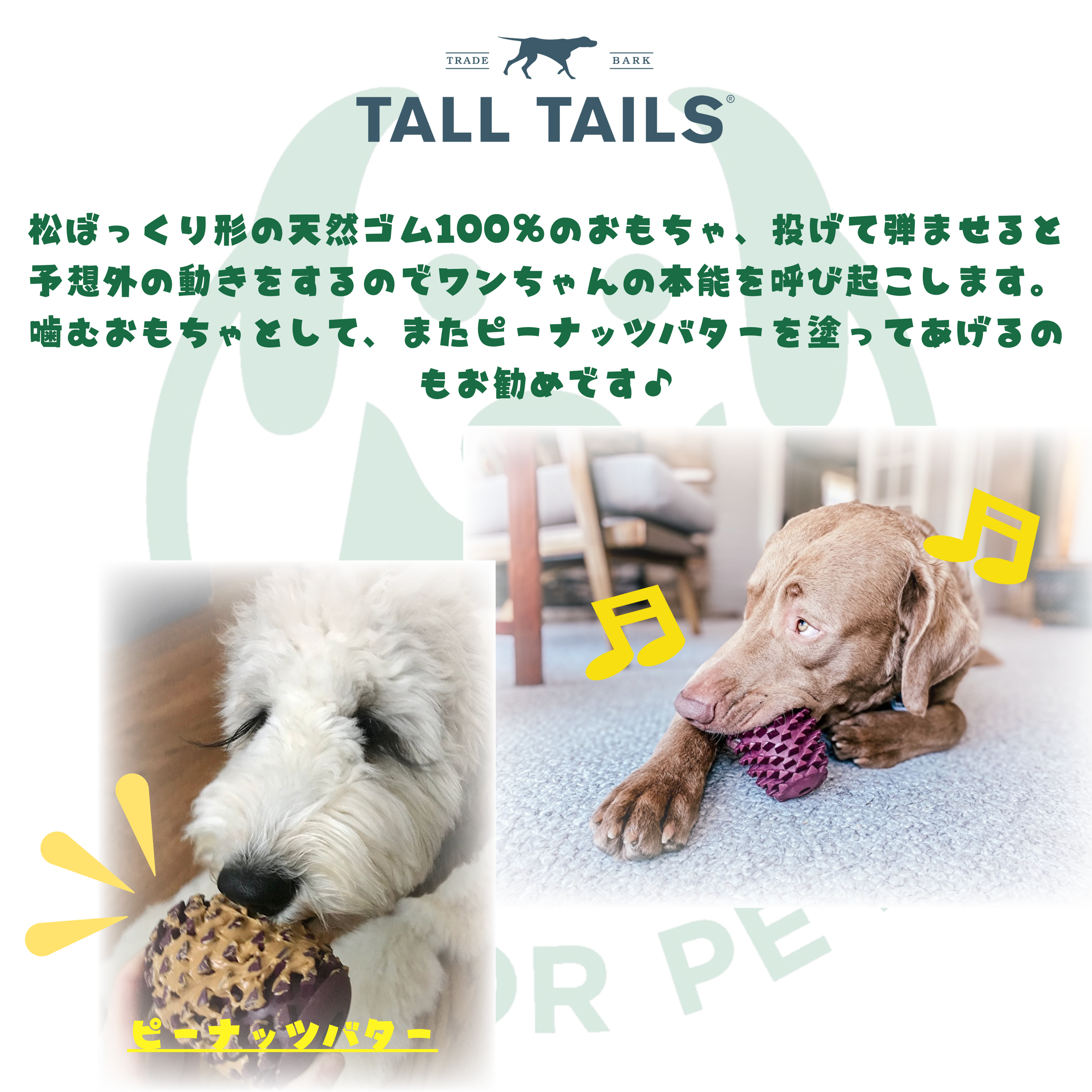松ぼっくりです。 楽天市場】【即日出荷可！】ミニ盆栽：松ぼっくりん*＜黒松